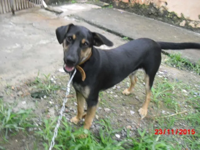 Cachorro ra a SRD idade 7 a 11 meses nome VINI