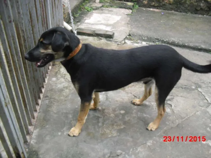 Cachorro ra a SRD idade 7 a 11 meses nome VINI