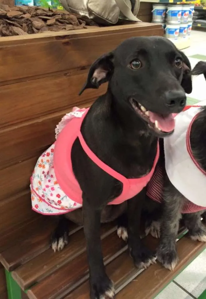 Cachorro ra a SRD idade 7 a 11 meses nome LOLA
