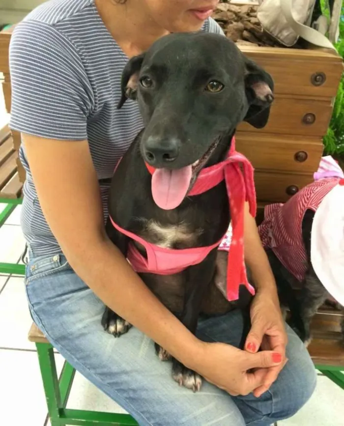 Cachorro ra a SRD idade 7 a 11 meses nome LOLA