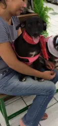 LOLA