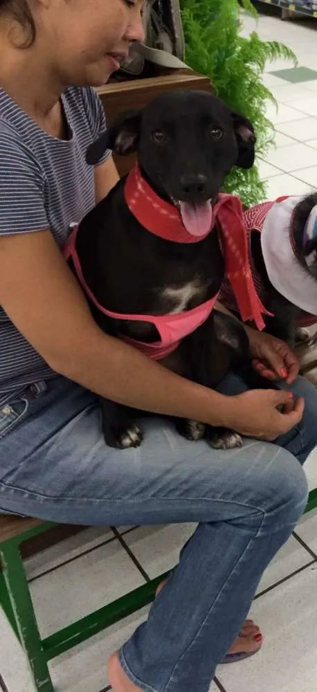 Cachorro ra a SRD idade 7 a 11 meses nome LOLA
