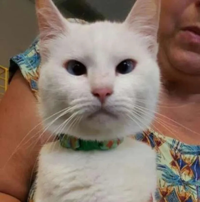 Gato ra a SRD idade 3 anos nome Gui