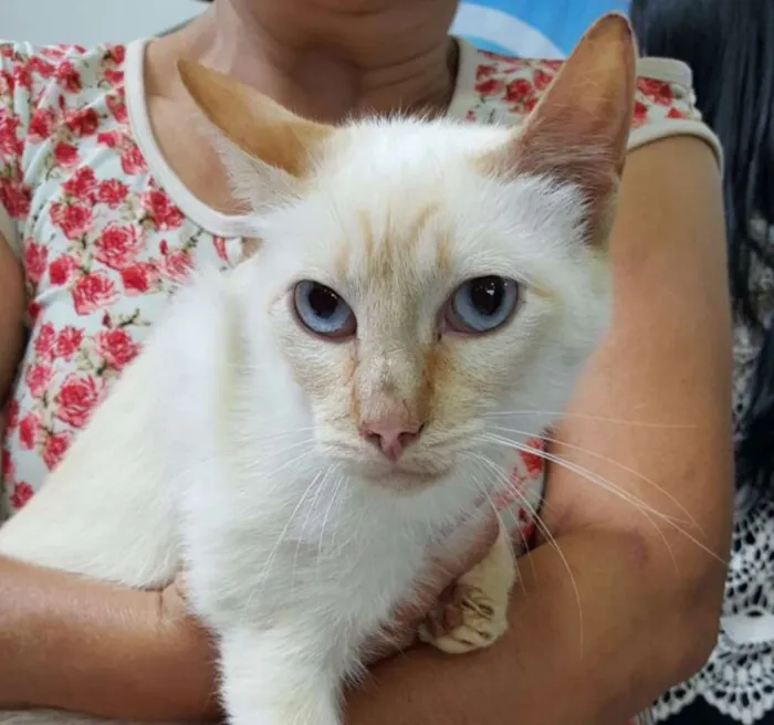 Gato ra a SRD idade 2 anos nome Koko