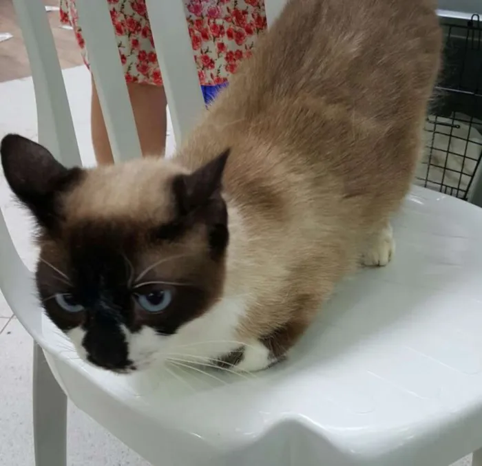 Gato ra a SRD idade 2 anos nome Ana