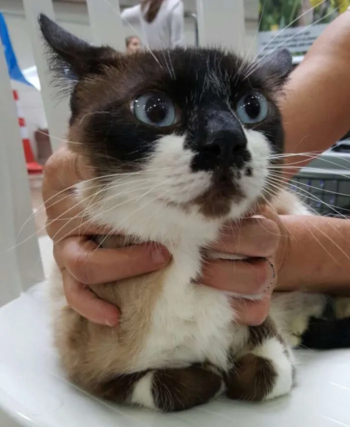 Gato ra a SRD idade 2 anos nome Ana