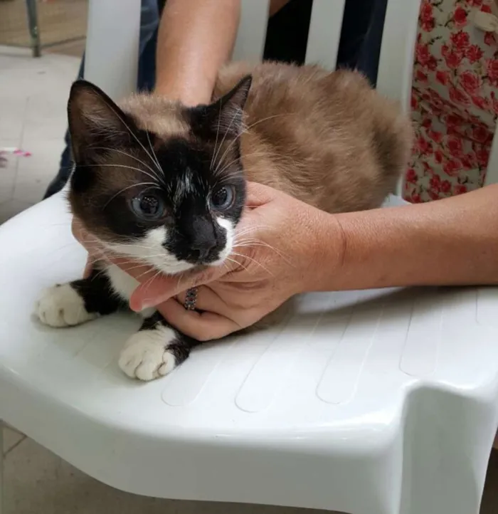 Gato ra a SRD idade 2 anos nome Vivi