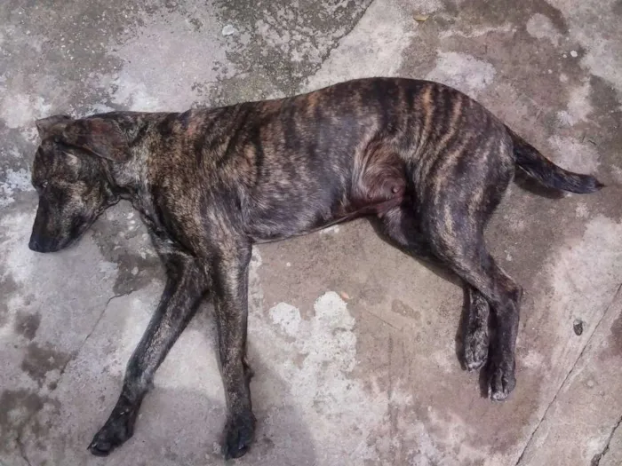 Cachorro ra a Fila idade 2 anos nome UDIS