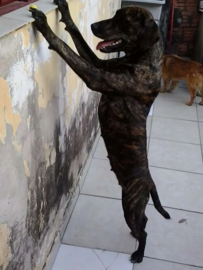 Cachorro ra a Fila idade 2 anos nome UDIS