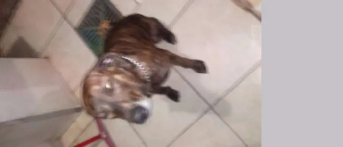 Cachorro ra a Fila idade 2 anos nome UDIS
