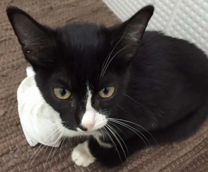 Gato ra a  idade 2 a 6 meses nome Cássio, Gil e Tite