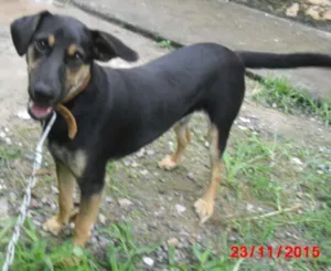 Cachorro raça SRD idade 7 a 11 meses nome VINI