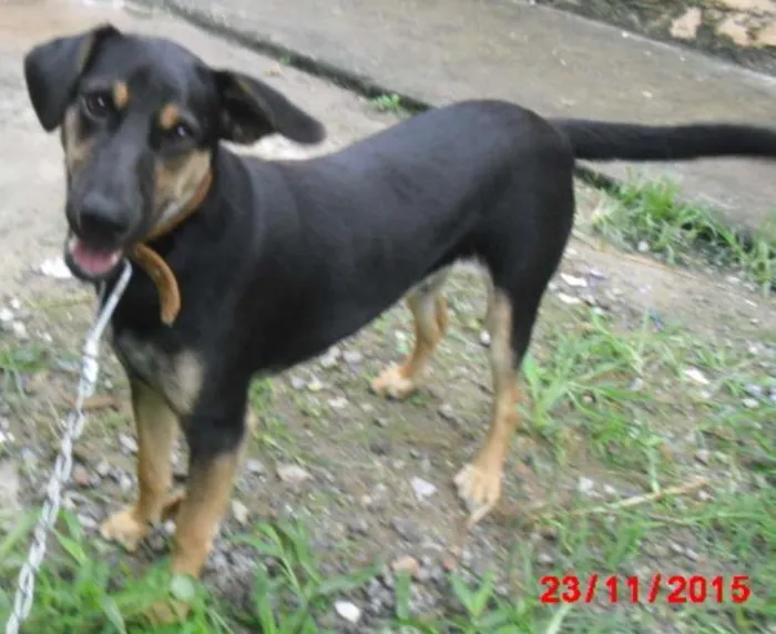 Cachorro ra a SRD idade 7 a 11 meses nome VINI