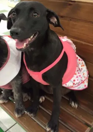 Cachorro raça SRD idade 7 a 11 meses nome LOLA