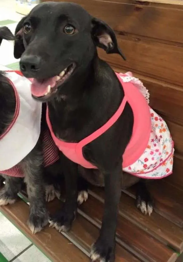 Cachorro ra a SRD idade 7 a 11 meses nome LOLA