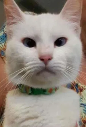 Gato raça SRD idade 3 anos nome Gui
