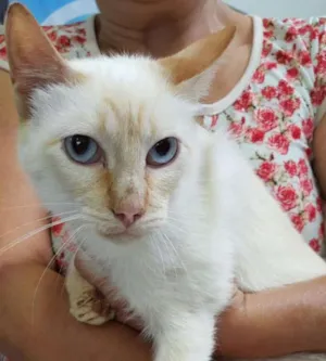 Gato raça SRD idade 2 anos nome Koko