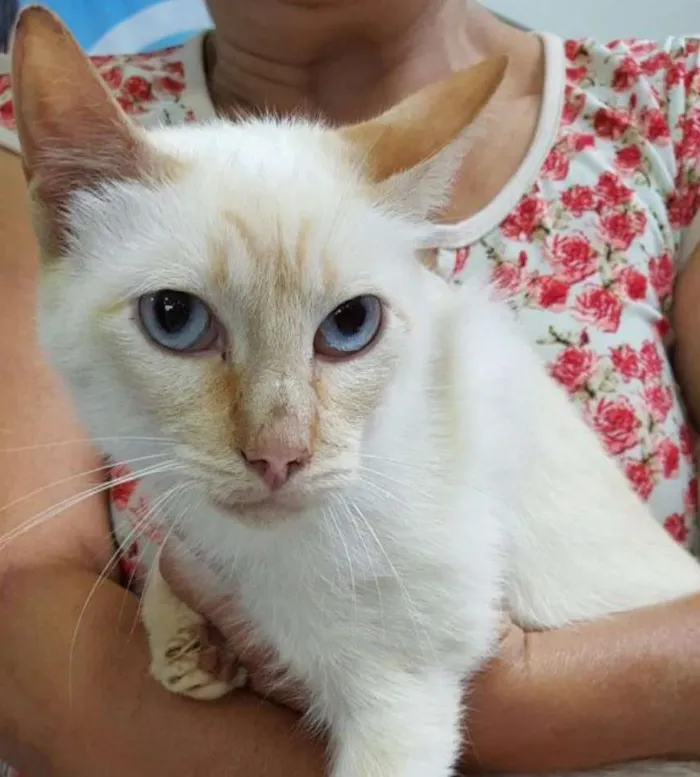 Gato ra a SRD idade 2 anos nome Koko