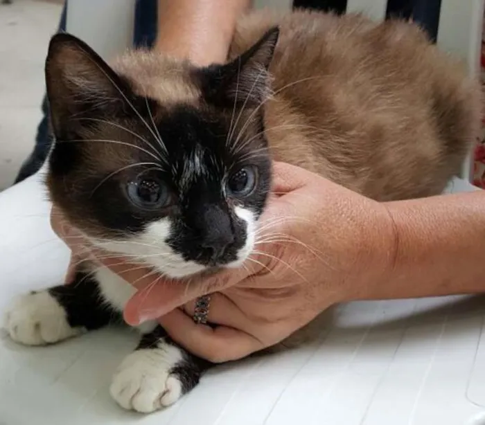 Gato ra a SRD idade 2 anos nome Vivi