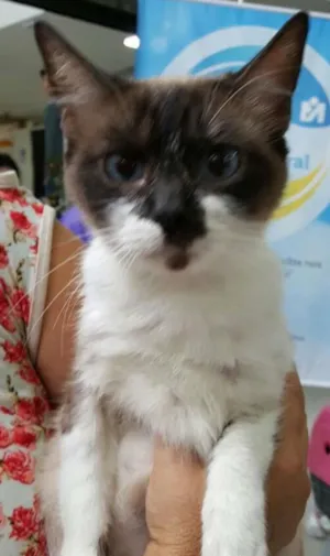 Gato raça SRD idade 2 anos nome Gordo