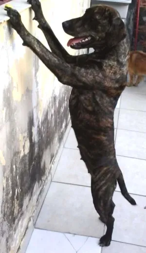 Cachorro raça Fila idade 2 anos nome UDIS