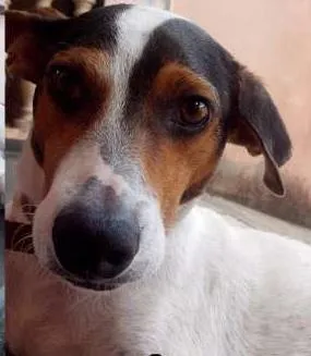 Cachorro ra a SRD idade 6 ou mais anos nome Valente 