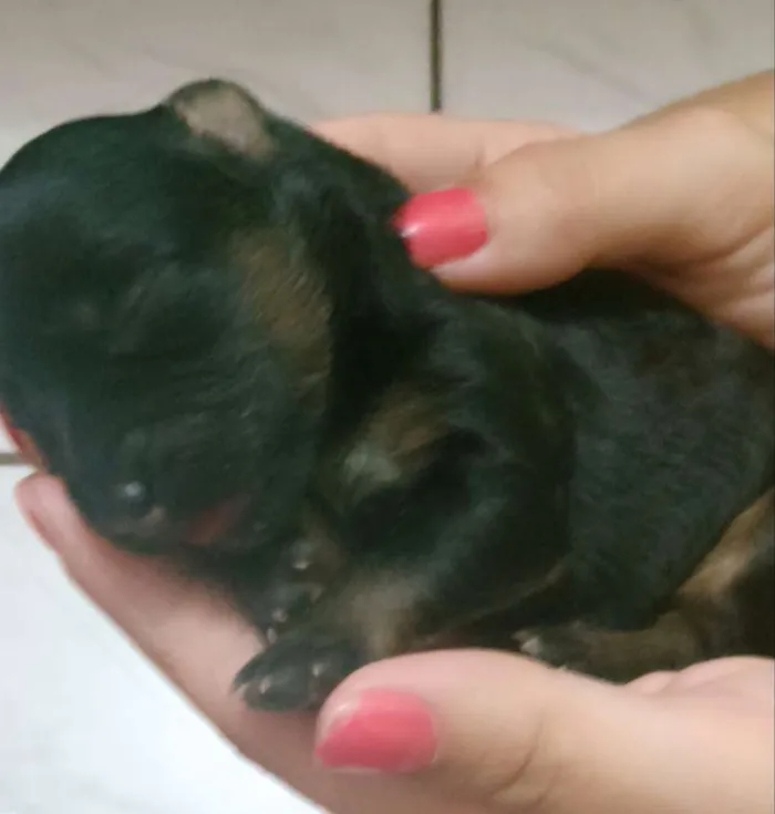 Cachorro ra a Indefinida idade Abaixo de 2 meses nome Ainda não possui