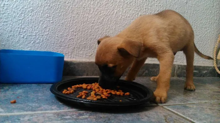 Cachorro raça SRD idade 2 a 6 meses nome Sem nome