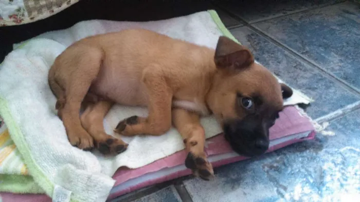 Cachorro raça SRD idade 2 a 6 meses nome Sem nome