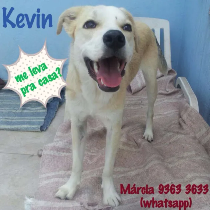 Cachorro raça SRD idade 7 a 11 meses nome Kevin