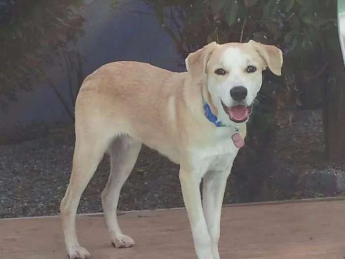 Cachorro raça SRD idade 7 a 11 meses nome Kevin