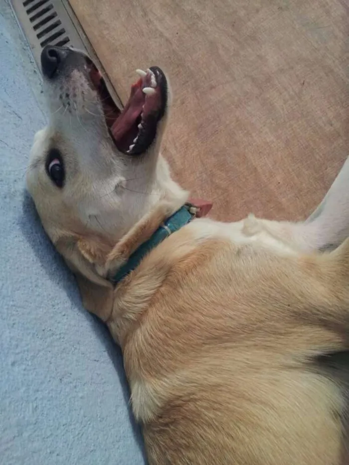 Cachorro raça SRD idade 7 a 11 meses nome Kevin