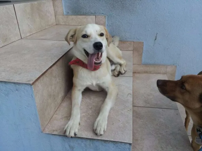 Cachorro raça SRD idade 7 a 11 meses nome Kevin