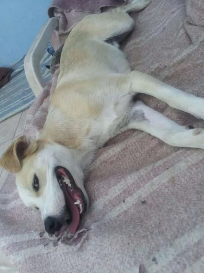 Cachorro raça SRD idade 7 a 11 meses nome Kevin