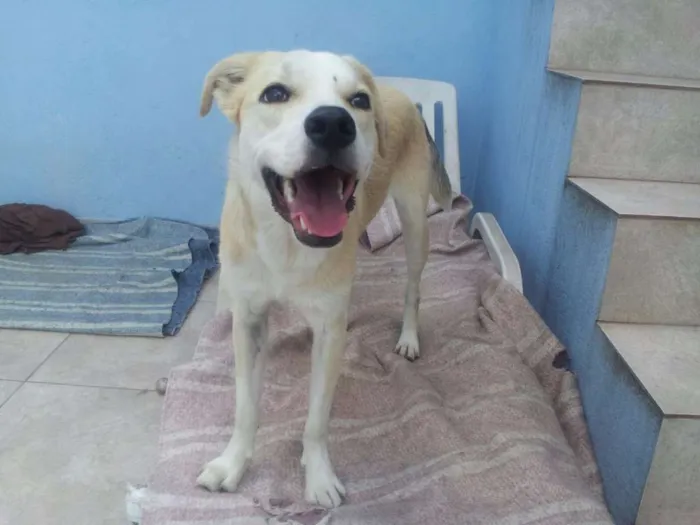 Cachorro raça SRD idade 7 a 11 meses nome Kevin