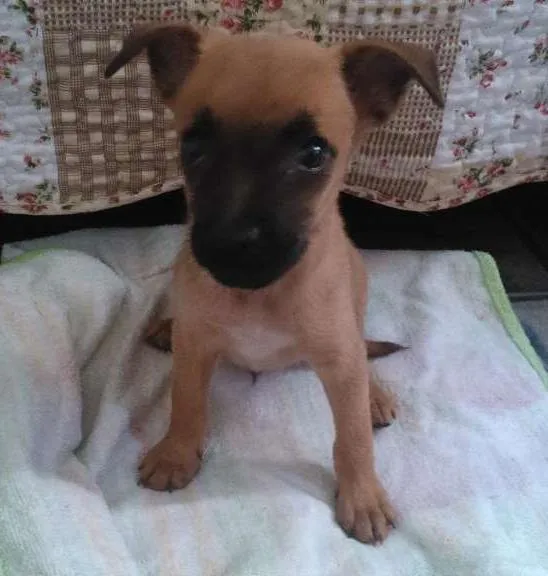 Cachorro raça SRD idade 2 a 6 meses nome Sem nome