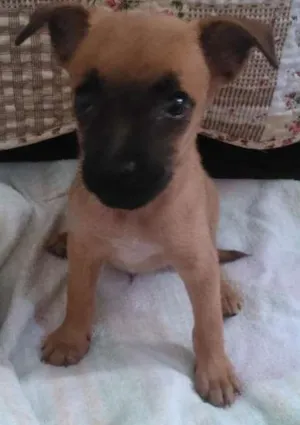 Cachorro raça SRD idade 2 a 6 meses nome Sem nome