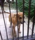 Pipo