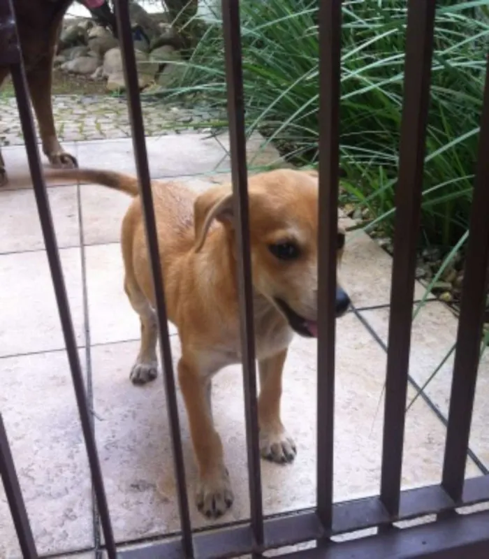 Cachorro ra a indefinida idade 2 a 6 meses nome Pipo