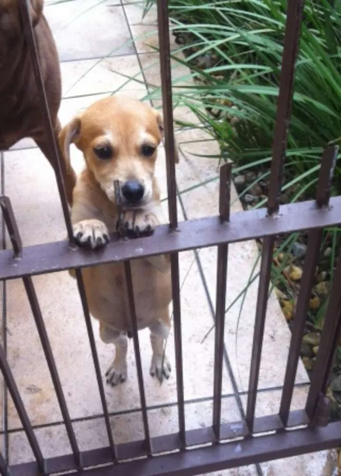 Cachorro ra a indefinida idade 2 a 6 meses nome Pipo