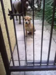 Pipo