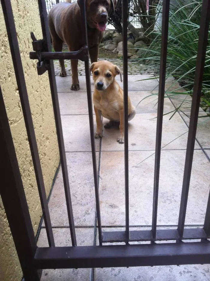 Cachorro ra a indefinida idade 2 a 6 meses nome Pipo