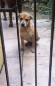 Pipo