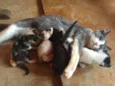 Gatinhos