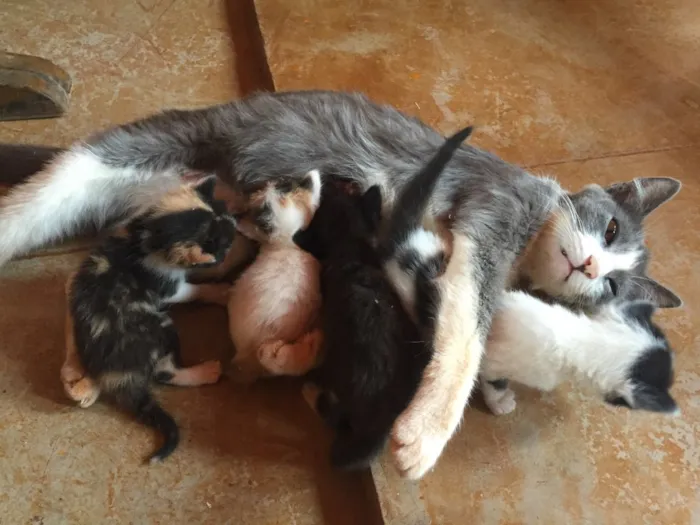 Gato ra a  idade Abaixo de 2 meses nome Gatinhos