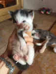 Gatinhos