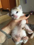 Gatinhos