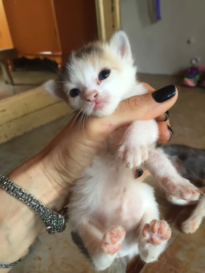 Gato ra a  idade Abaixo de 2 meses nome Gatinhos