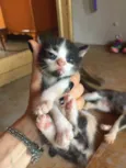 Gatinhos