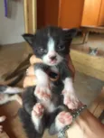Gatinhos